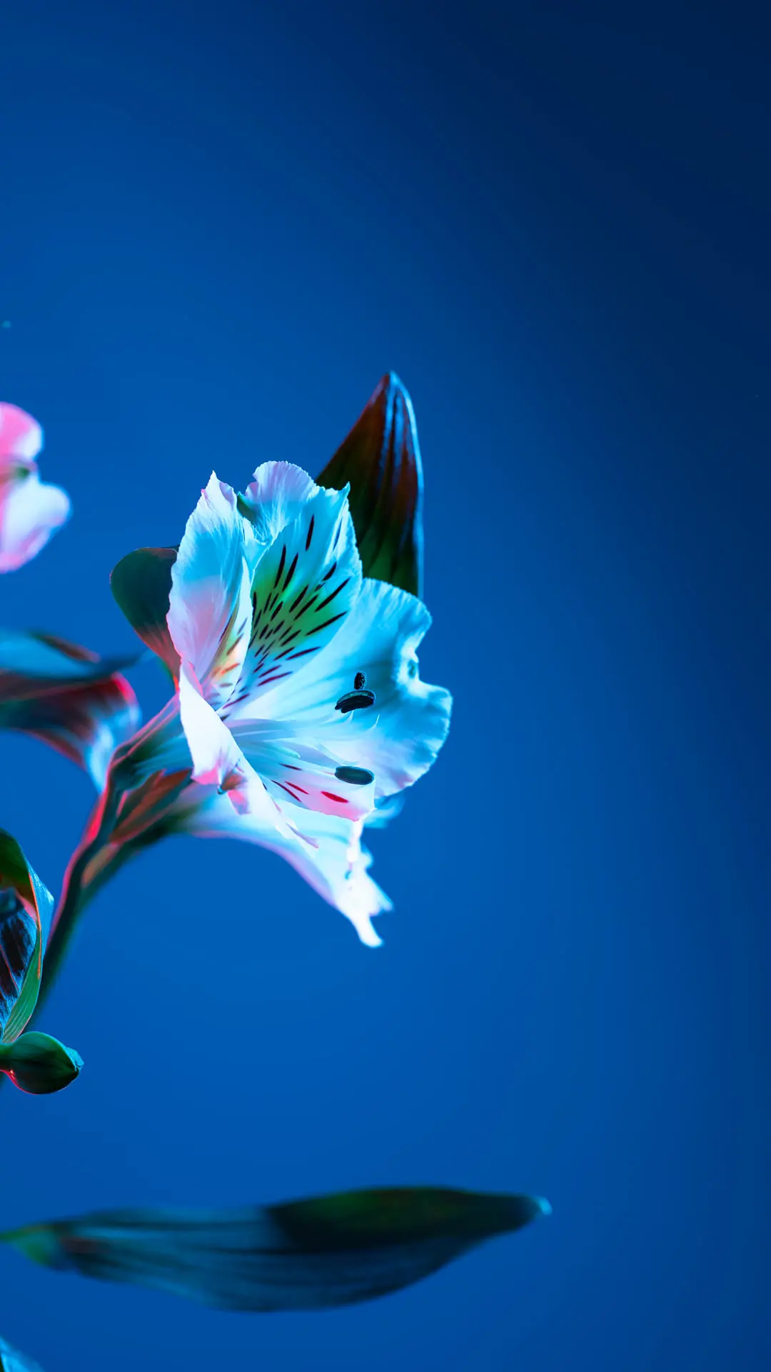 Macro & Close-ups wallpaper